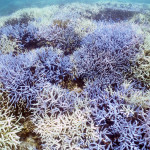 珊瑚礁〜の〜ウミガメ様